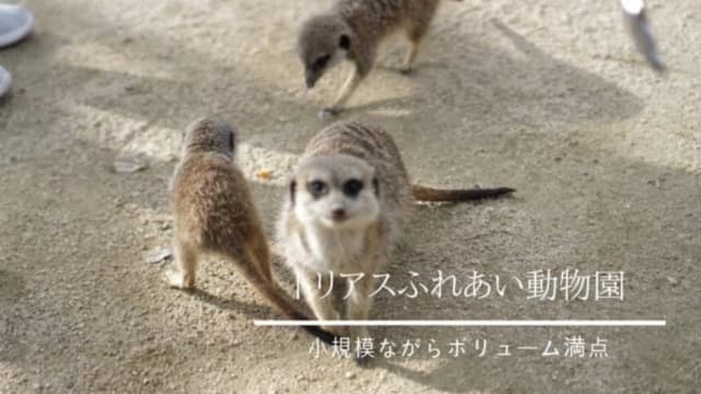 トリアスふれあい動物園
