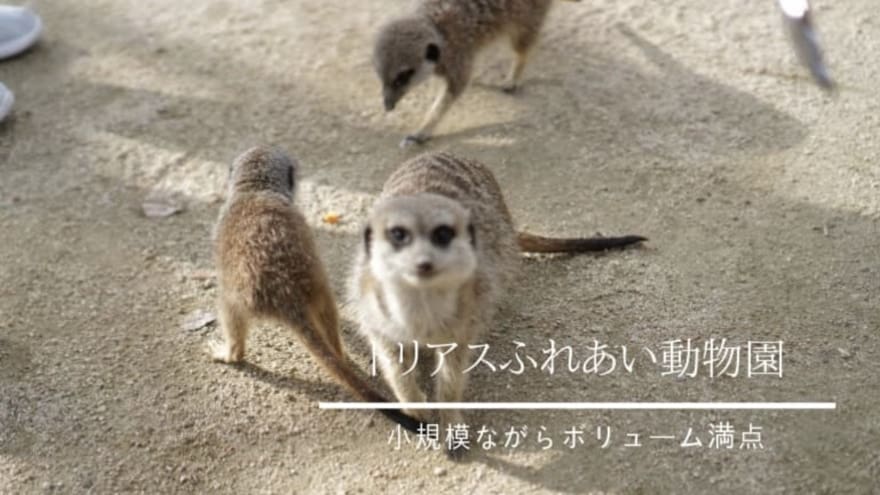 トリアスふれあい動物園｜ミーアキャットやカピバラに触れる久山の動物園の感想