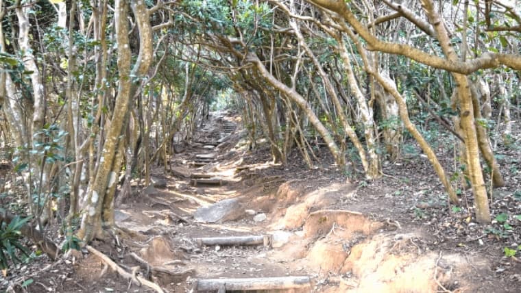 糸島のトトロの森へ行こう！芥屋の大門公園が穴場絶景スポットでジブリファンに人気　　