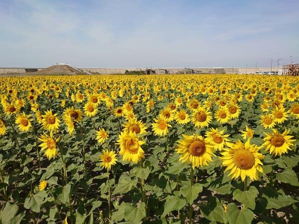 【2022年】7月〜8月の柳川ひまわり園の50万本のひまわりが圧巻絶景！花火も！