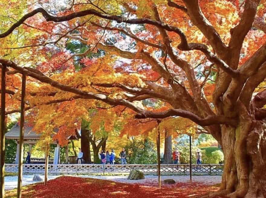 【福岡1位】糸島の雷山の紅葉2021年の見頃など最新情報｜雷山千如寺大悲王院