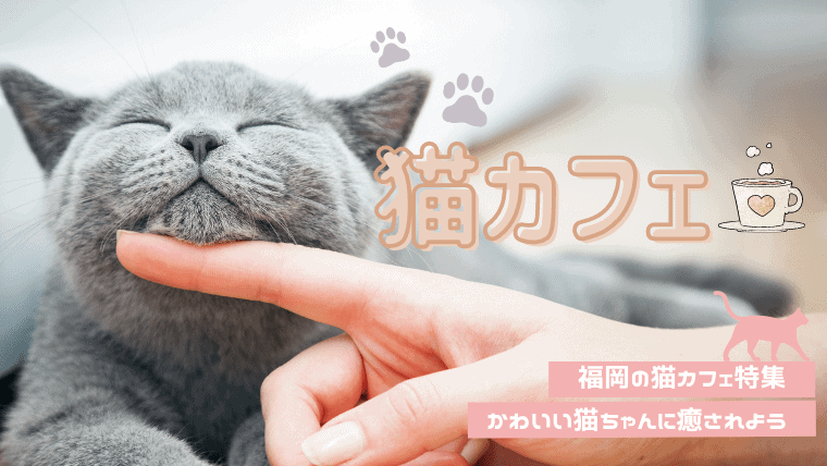 【癒やし】福岡のかわいい猫カフェ12選｜博多・天神・小倉エリアの猫カフェを厳選