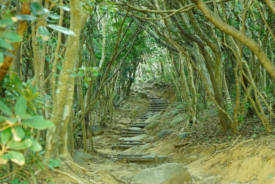 糸島トトロの森