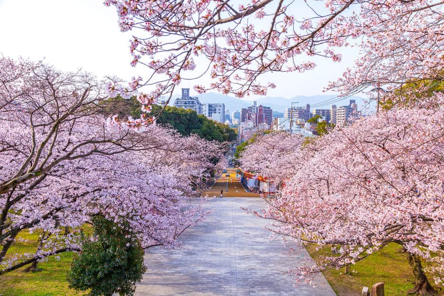 西公園の桜