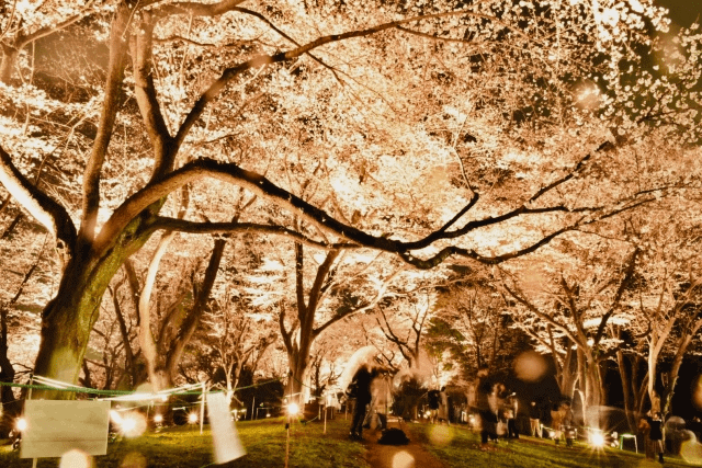 2022年の福岡の夜桜ライトアップ