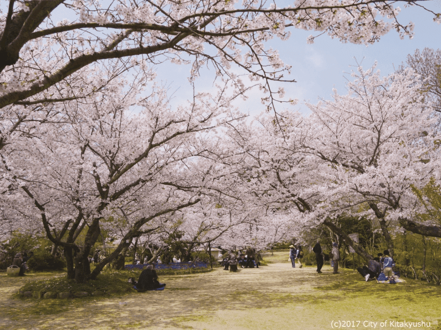 白野江植物公園の桜