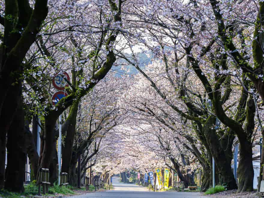 秋月 杉の馬場の桜