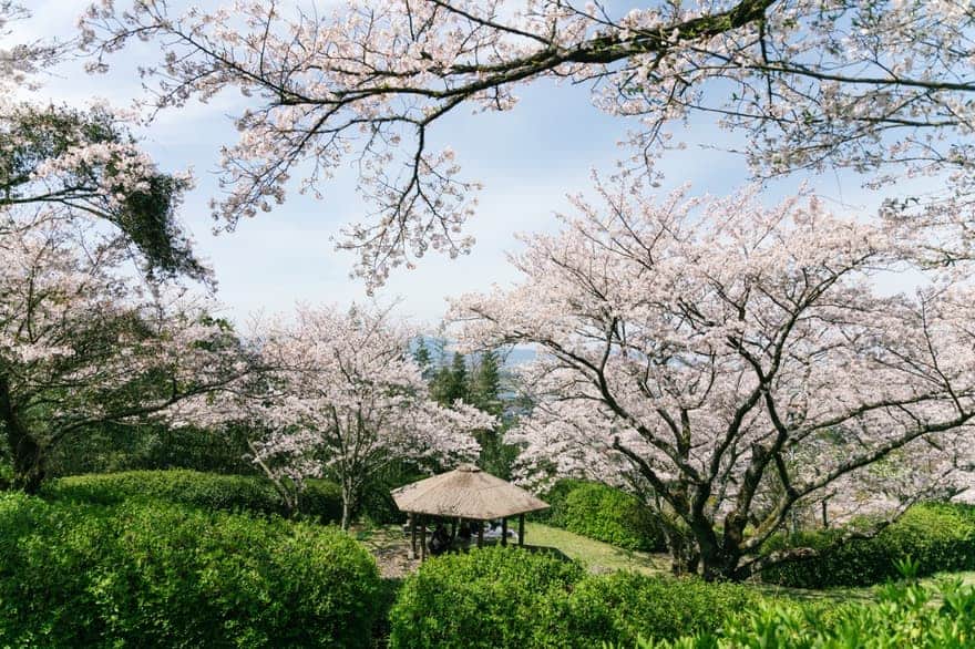 発心公園の桜