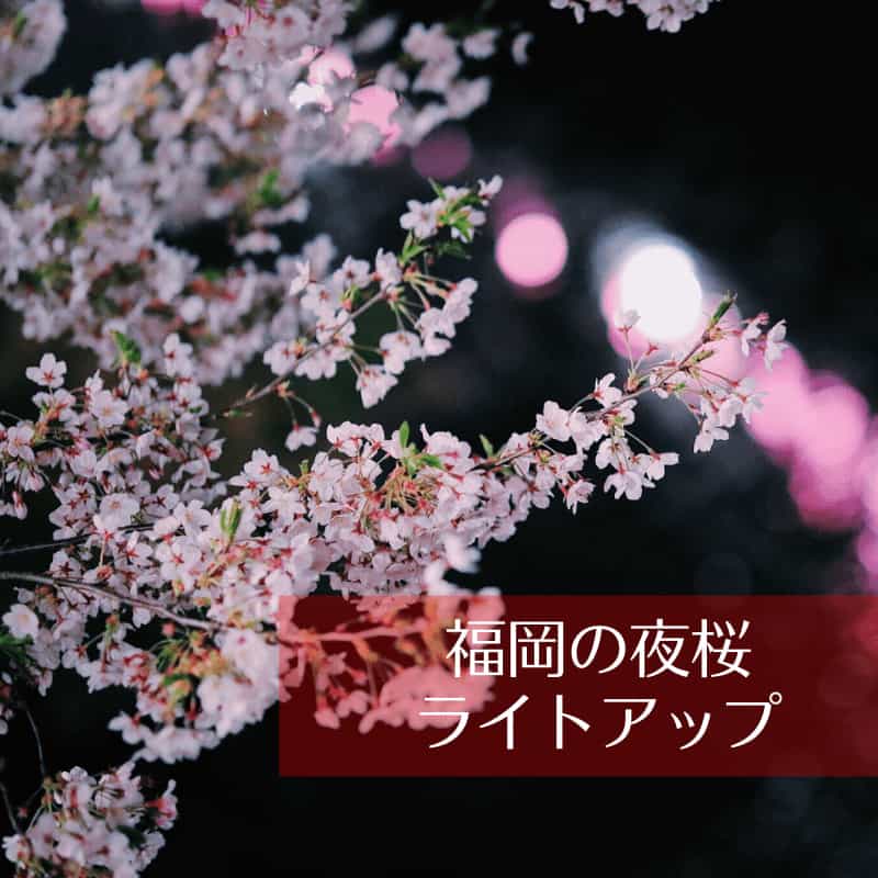 福岡の夜桜・ライトアップ