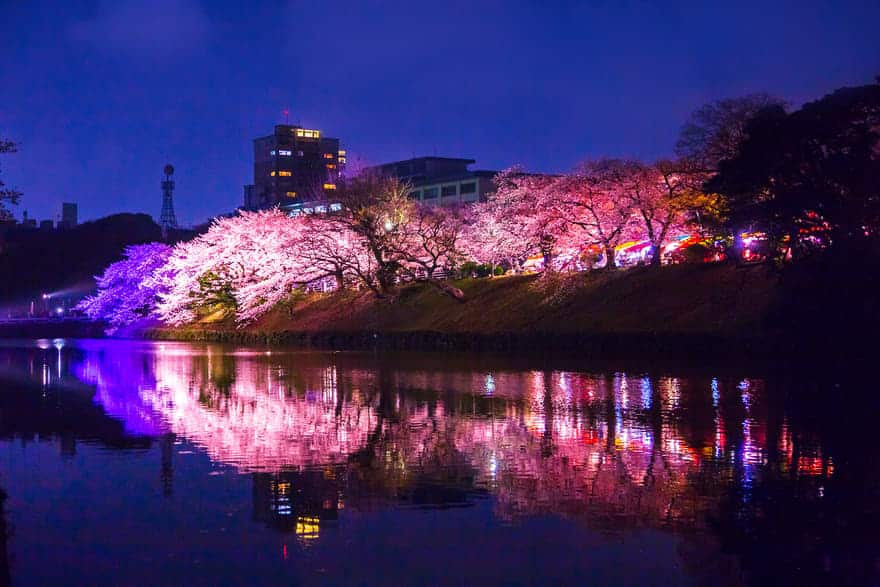 舞鶴公園の桜