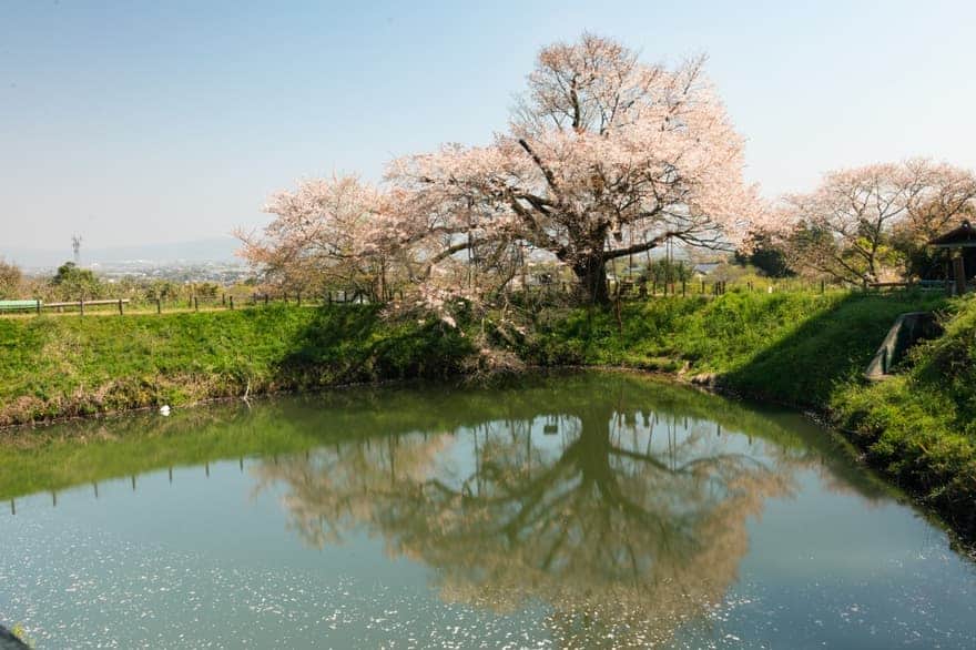 浅井の一本桜