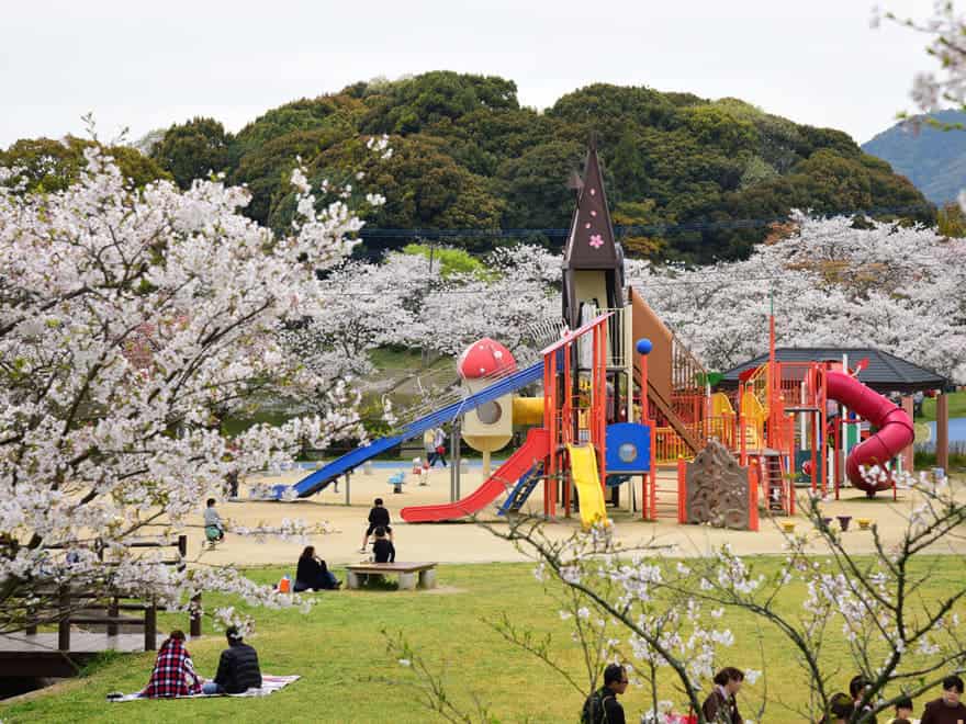 甘木公園の桜