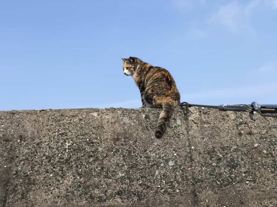 【相島】別名「猫島」とも呼ばれる猫の楽園へ行こう！フェリーでの行き方や観光スポットまとめ