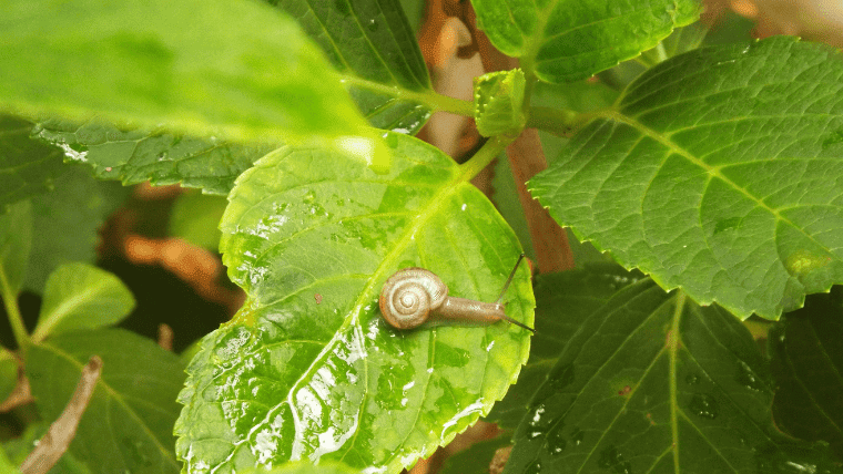 【2022年】福岡の梅雨入り・梅雨明けはいつ？期間はどれくらい？今年の梅雨入り・梅雨明け予想と平年との比較