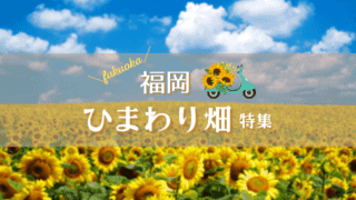 福岡　ひまわり畑