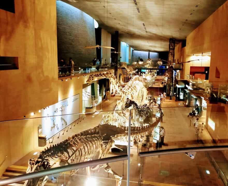 大迫力 いのちのたび博物館 恐竜の骨格標本を見にいこう 見どころを徹底解説 なるほど福岡