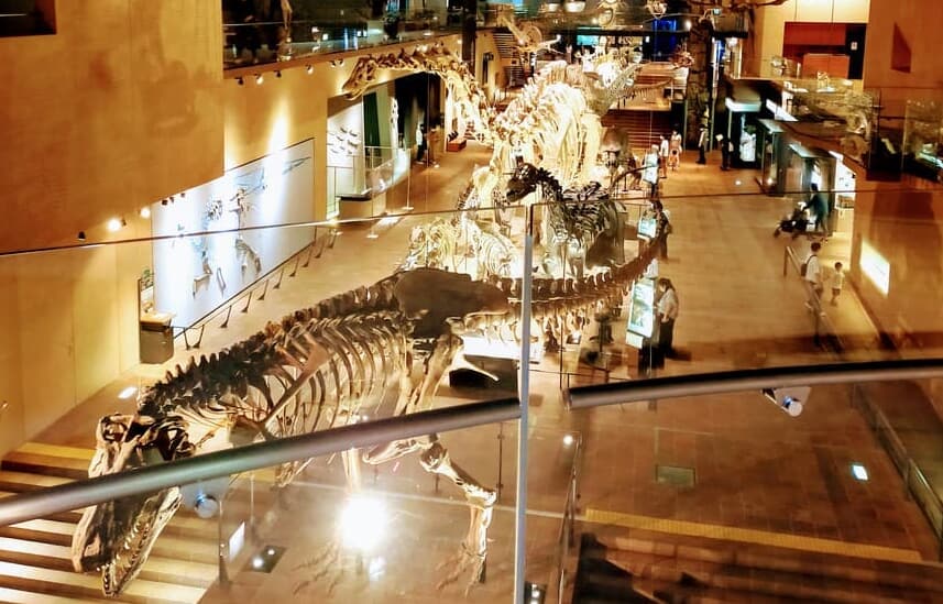 【大迫力！】いのちのたび博物館｜恐竜の骨格標本を見にいこう！見どころを徹底解説