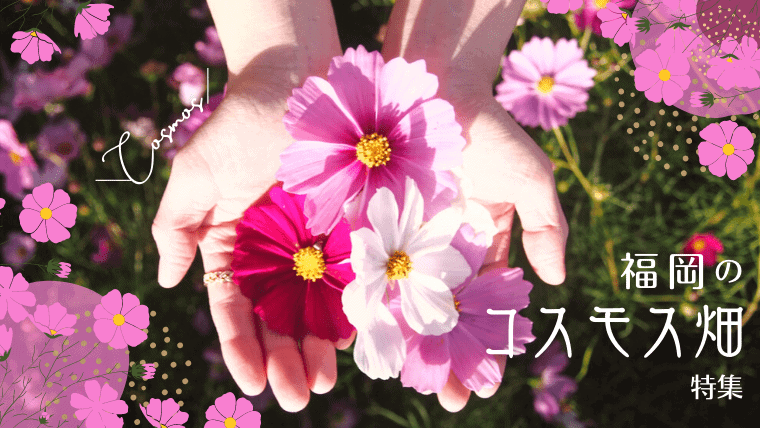 【2023年】福岡のおすすめ絶景コスモス園23選！今年の開花状況と見頃時期
