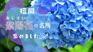 福岡　紫陽花