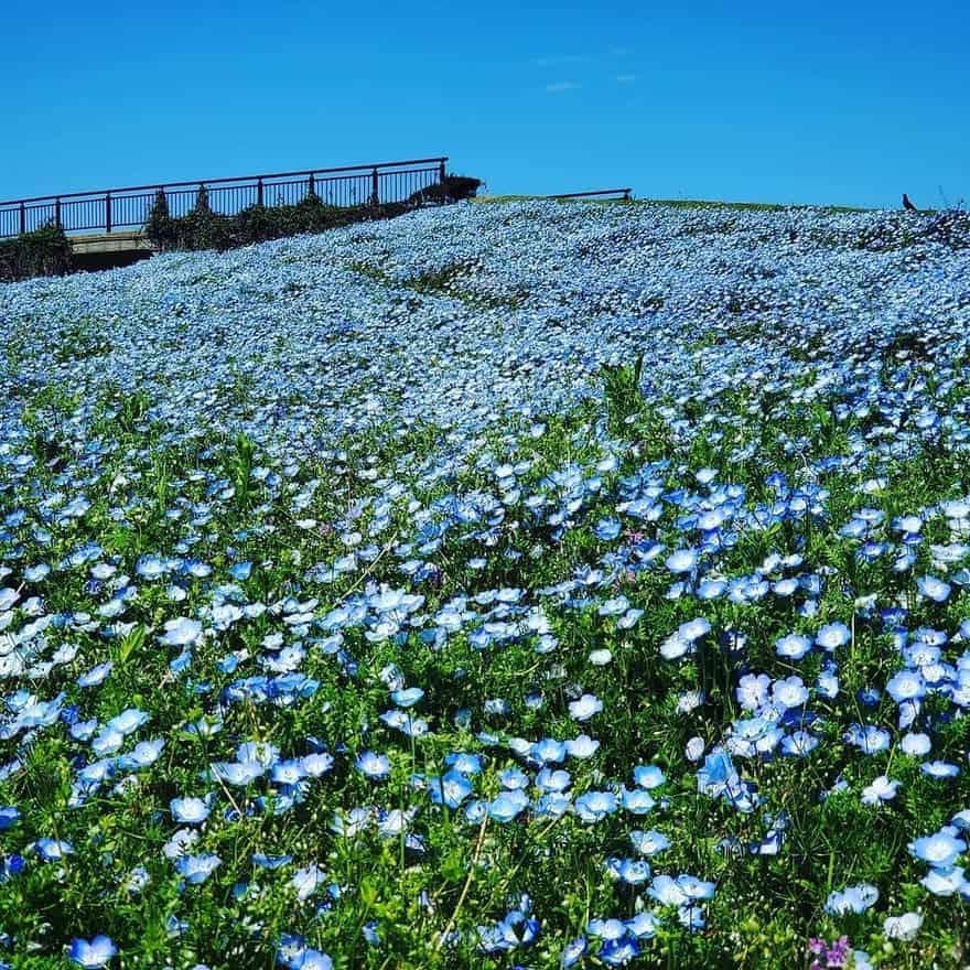 【絶景】海の中道海浜公園「ネモフィラ」を見に行こう！開花状況や駐車場情報まとめ