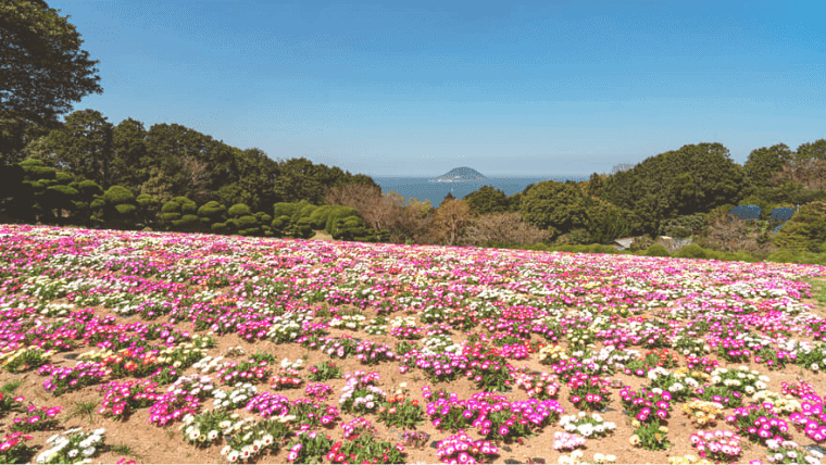 【能古島】のこのしまアイランドパークを満喫しよう！季節のお花畑が魅力のインスタ映えスポット