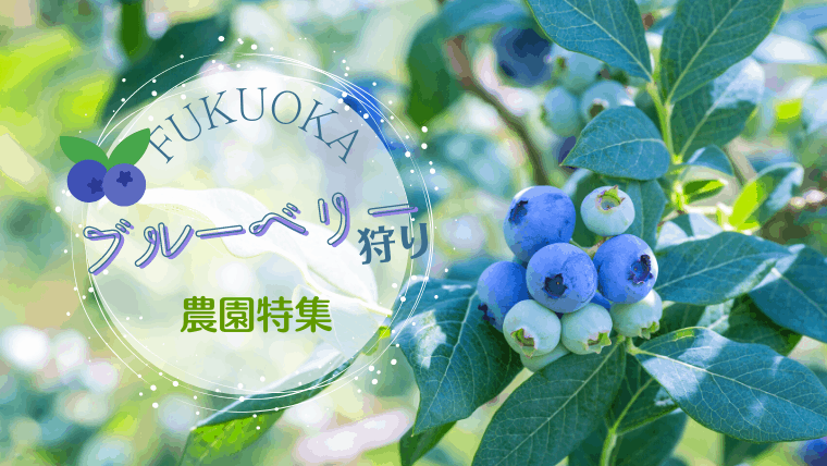 【2023年最新】福岡でブルーベリー狩りにおすすめの農園12選！最適な時期や1人あたりの料金も解説