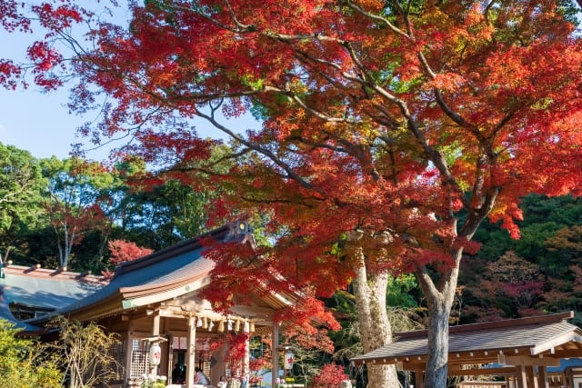 宝満宮竈門神社の2024年情報！鬼滅の聖地と言われるのはなぜ？紅葉の最新ライトアップ情報も