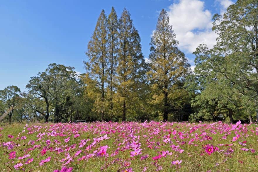 2021年最新情報｜太宰府市・観世音寺は紅葉とコスモスがきれいな穴場スポット