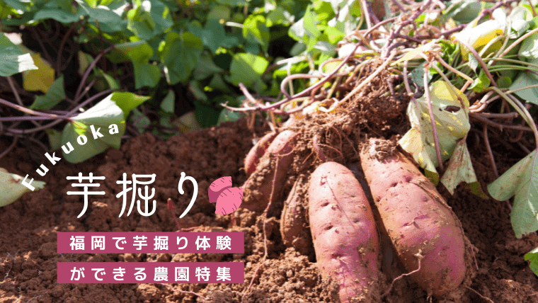 シーズン到来！福岡で芋掘り体験ができるおすすめの農園特集！収穫できるお芋の品種・時期についても解説