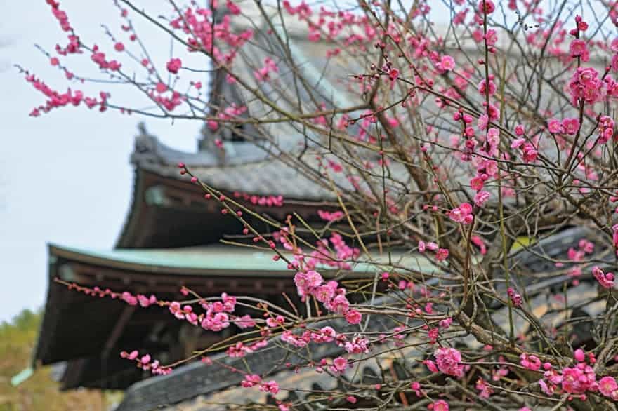 江南山梅林寺