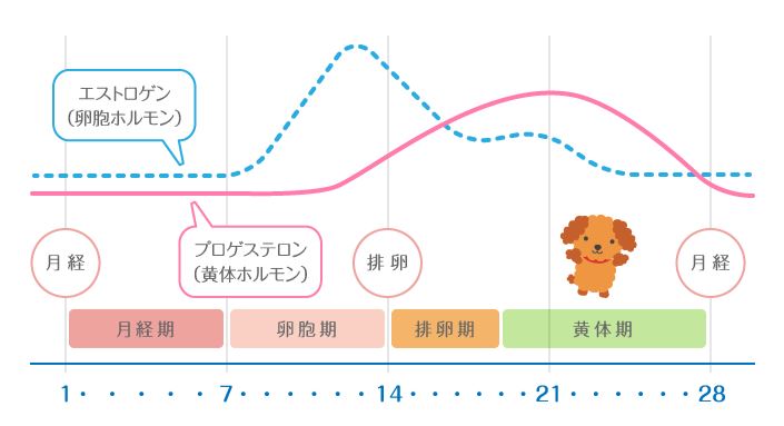 生理の周期