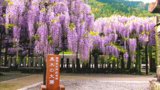 福岡で有名な藤の花スポットを見にいこう 22年の見頃 開花時期の情報 なるほど福岡
