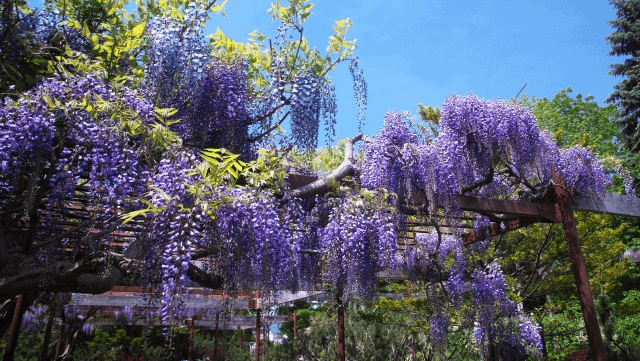 福岡の鬼滅の刃の藤の花