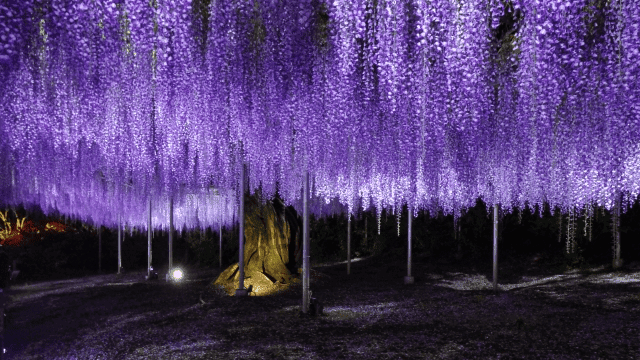 福岡　藤の花のライトアップ