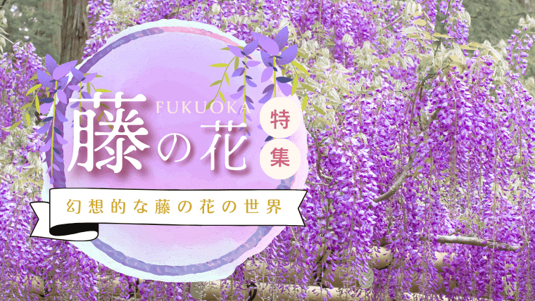 【2023年】今年開催の大藤まつりや見頃・開花の最新情報！福岡で有名な藤の花スポットを見にいこう