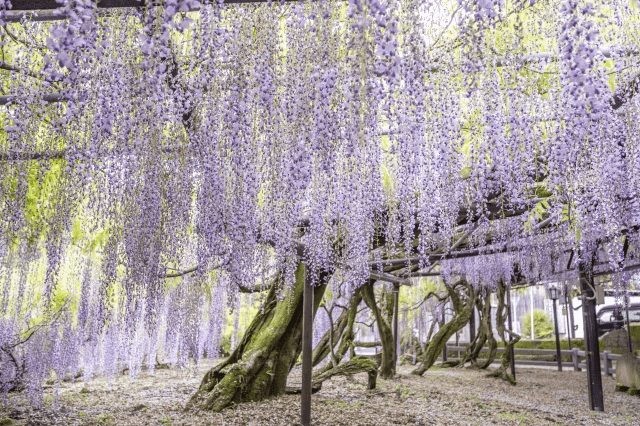 福岡の藤の花の見頃2022