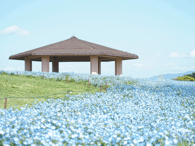 海の中道海浜公園のネモフィラ