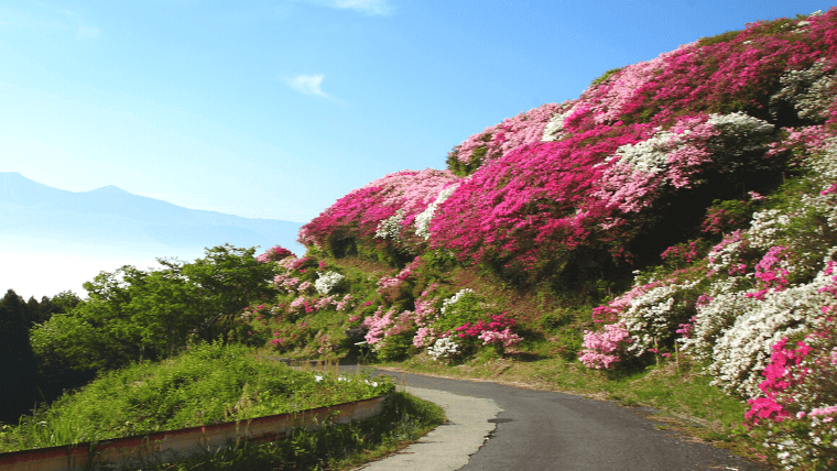 福岡のつつじ祭り