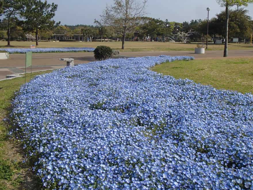 今津運動公園のネモフィラ