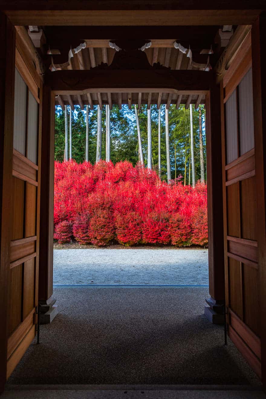 福岡でツツジの名所 呑山観音寺