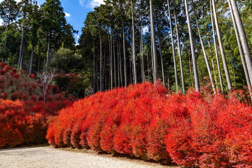 呑山観音寺のドウダンツツジ