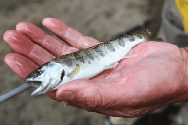 福岡のヤマメ釣りには遊漁券が必要