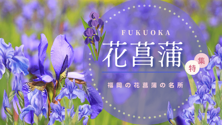 福岡で有名な花菖蒲スポットを見にいこう！2023年の見頃・開花時期の情報