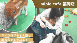 mipig cafe 福岡店でマイクロブタさんたちと触れ合ってきた！天神で人気の子豚カフェに潜入！