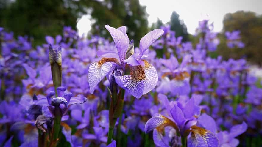 福岡の花菖蒲が見頃の時期