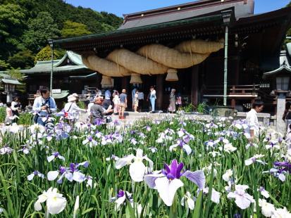 福岡にある宮地嶽神社の花菖蒲