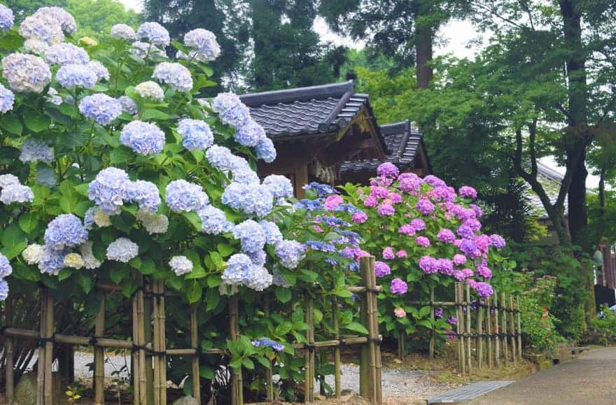 久留米市千光寺-あじさい寺1