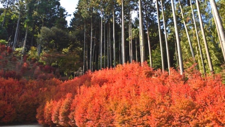 篠栗町『呑山観音寺』の紅葉が超圧巻！ドウダンツツジの見頃は？混雑や渋滞情報も