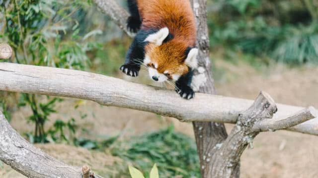 大牟田市動物園