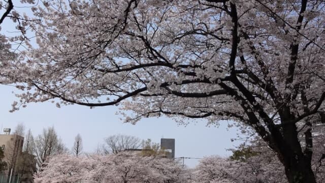 小頭町公園